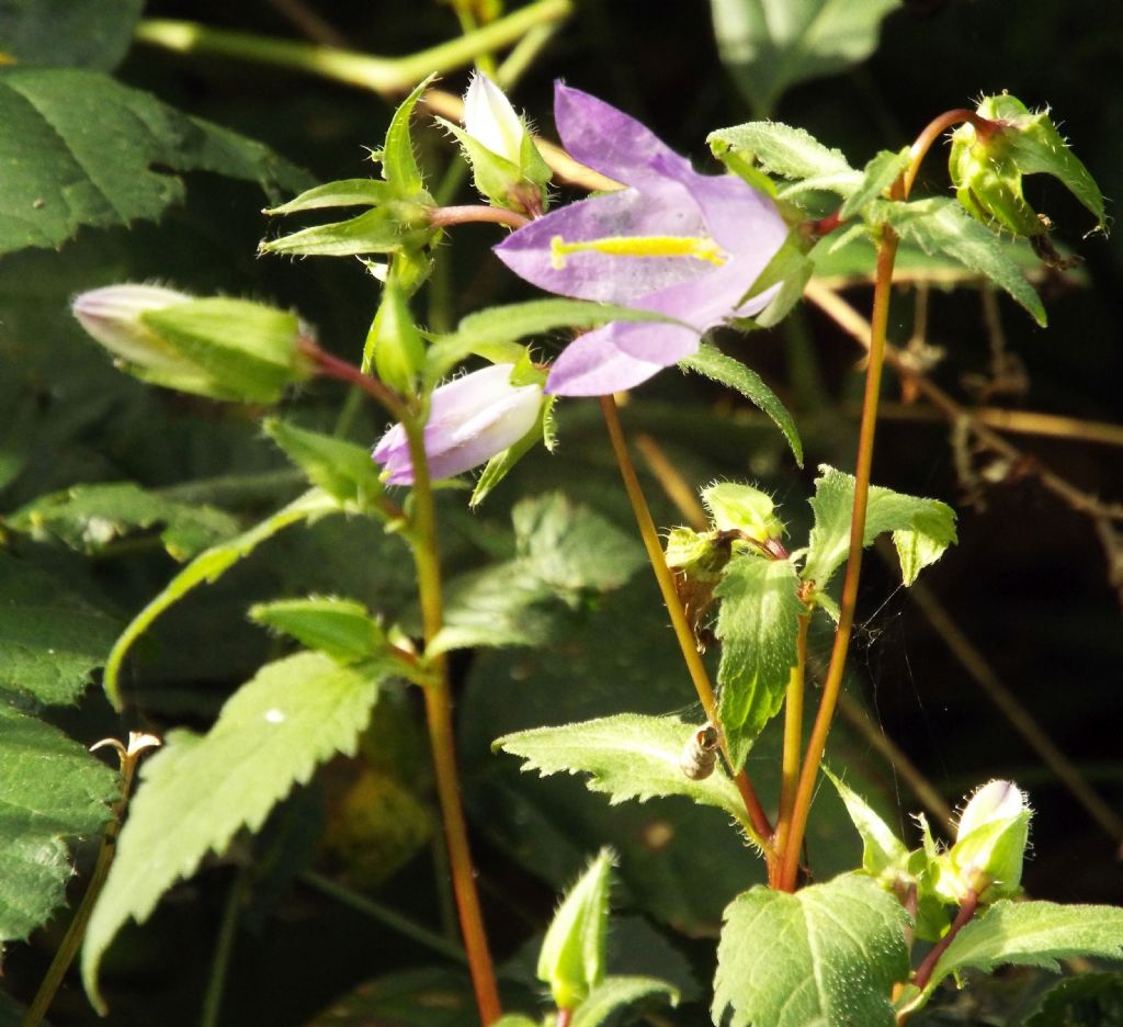 Campanula trachelium